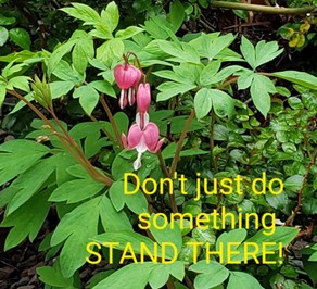 Outdoor meme photo of handing exotic pink flower. Says Don't just do something stand there