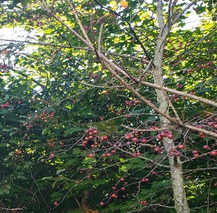 Berry Tree in Forest