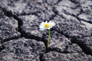 A flower blooming between the cracks of cement