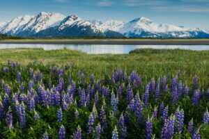 Alaska in Spring